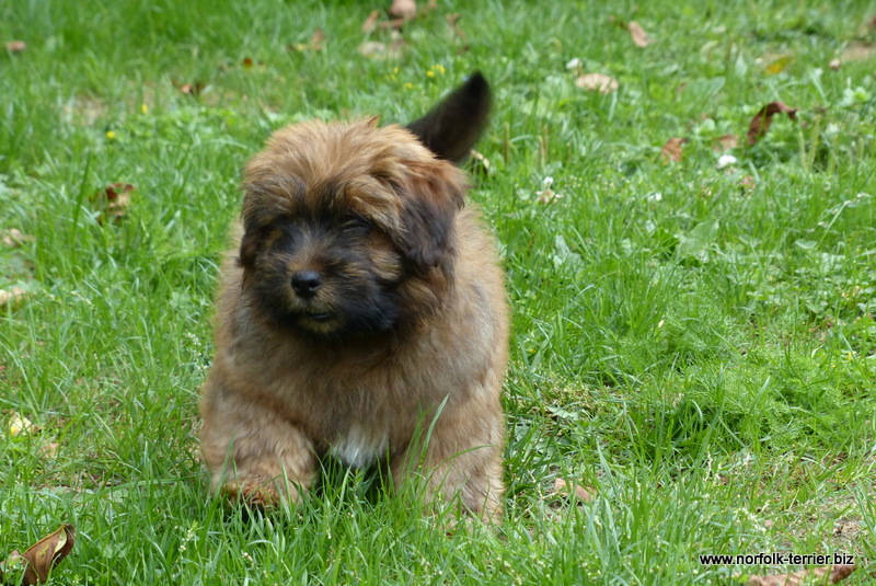 Norfolk Terrier Norfolk Fluffy Raritäten
