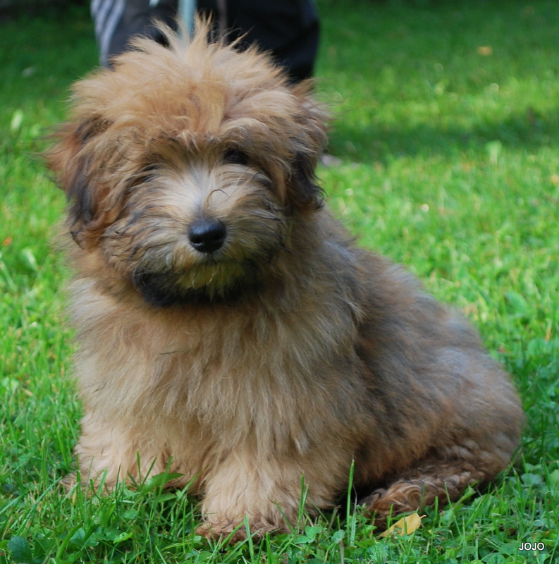 Norfolk Terrier Norfolk Fluffy Raritäten