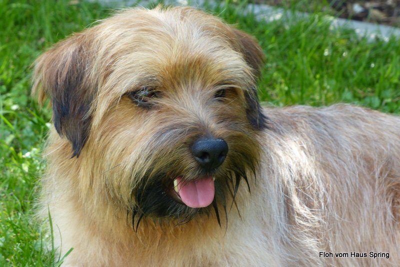 Norfolk Terrier Norfolk Fluffy Raritäten