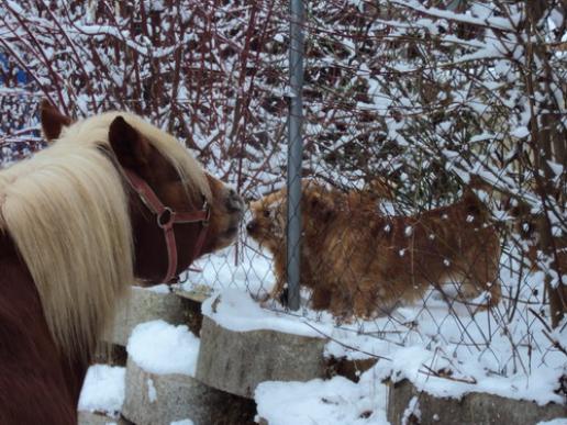 Billie, Attila und Pferd "Sturm"