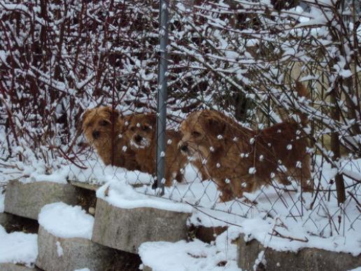 Billie, Klara, Attila