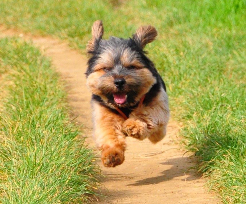 Norfolk Terrier Norfolk Fluffy Raritäten