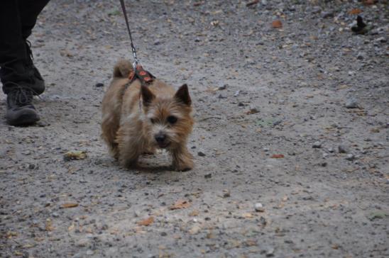 Norwich Terrier Percy