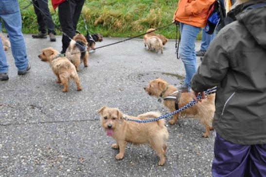 Gonzo, Danny, Billie, Bessy, Jarra, Amali, Ivanka