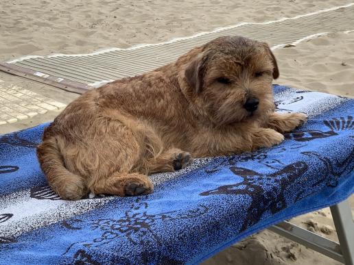 Chillen nach dem Strandspaziergang