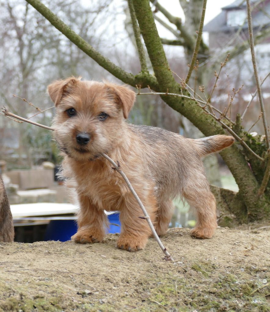 Norfolk Terrier Home