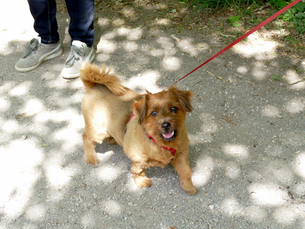 Bonny ist beim Spaziergang die älteste Dame - 12 Jahre