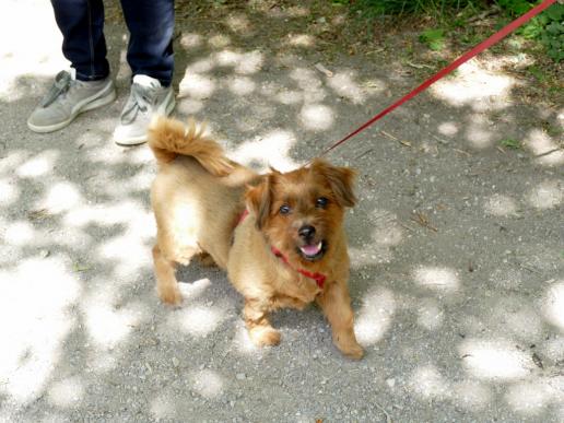 Bonny ist beim Spaziergang die älteste Dame - 12 Jahre