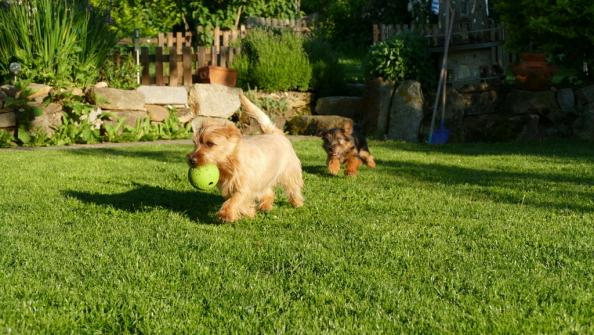 Den Ball bekommst du nicht ....