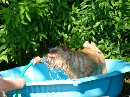 Pandora liebt es, wenn Wasser aus dem Schlauch kommt