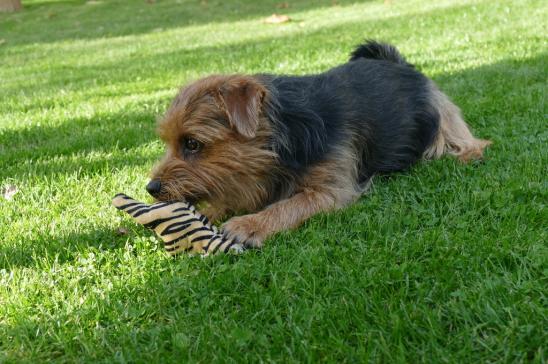 Eric und sein Tiger