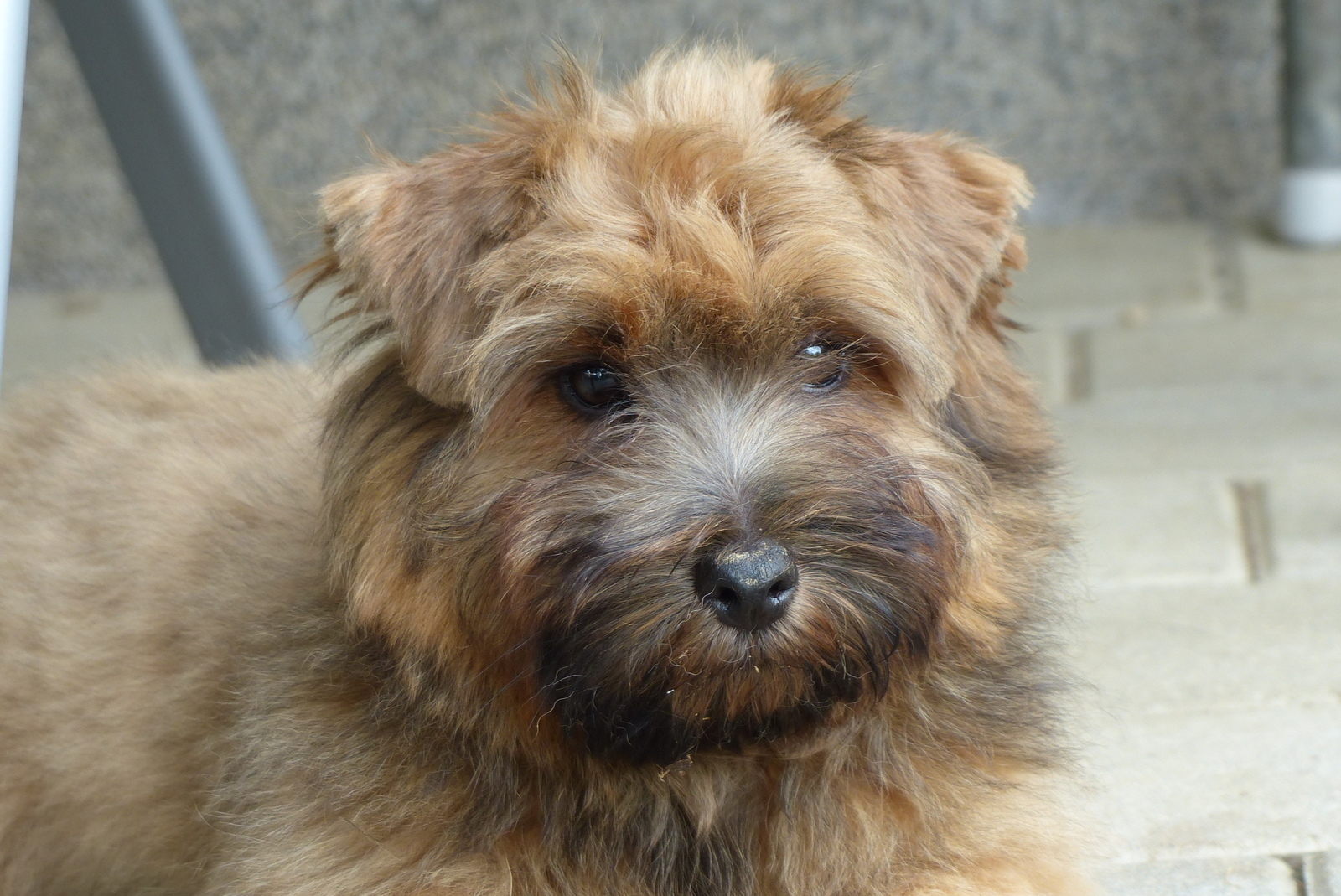 Norfolk Terrier Norfolk Fluffy Raritäten