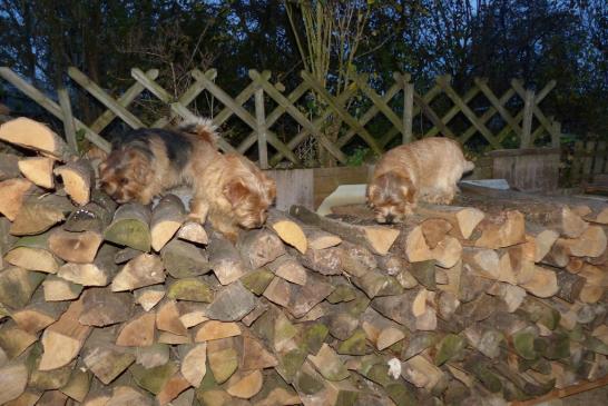 Norfolks helfen beim Holz schlichten