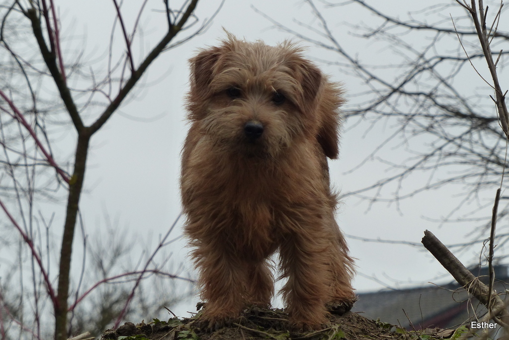Esther
