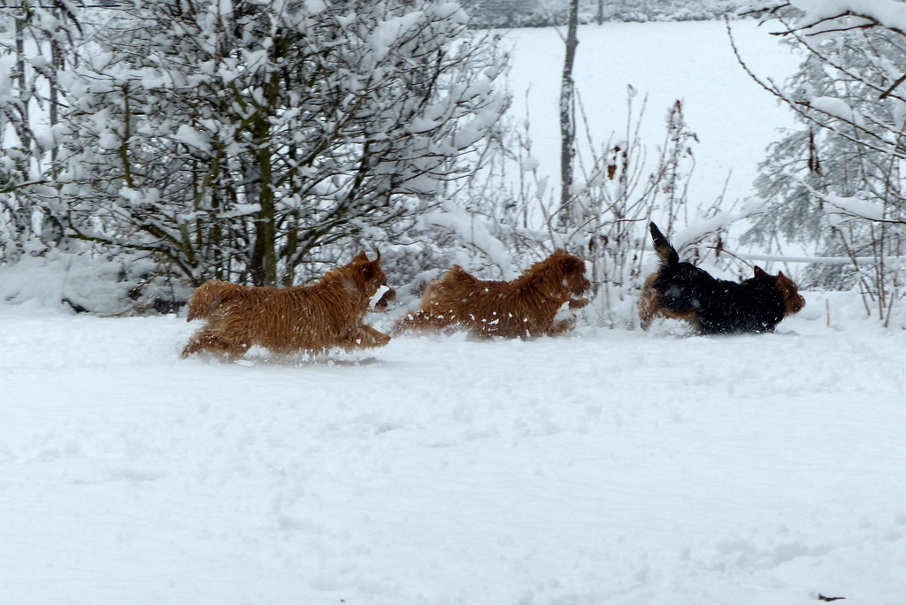Endlich Schnee