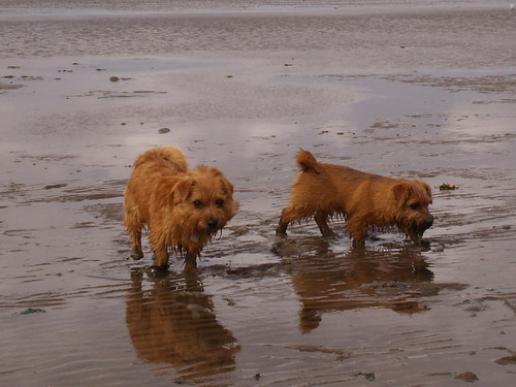 Urlaub an der Nordsee - Billie, Esme