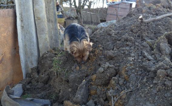 Gibt es hier noch Mäuse auf der Baustelle?